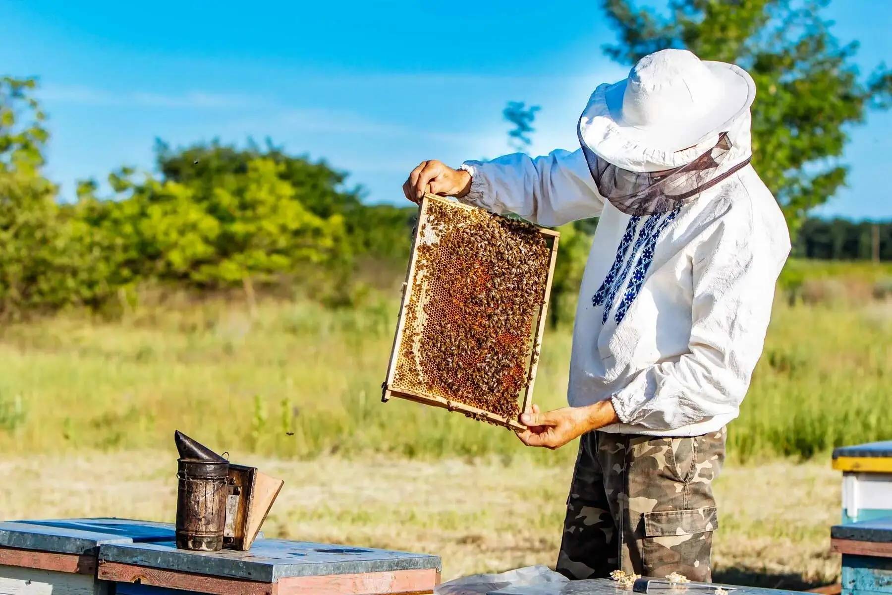 A beekeeper carefully inspecting a honeycomb frame.