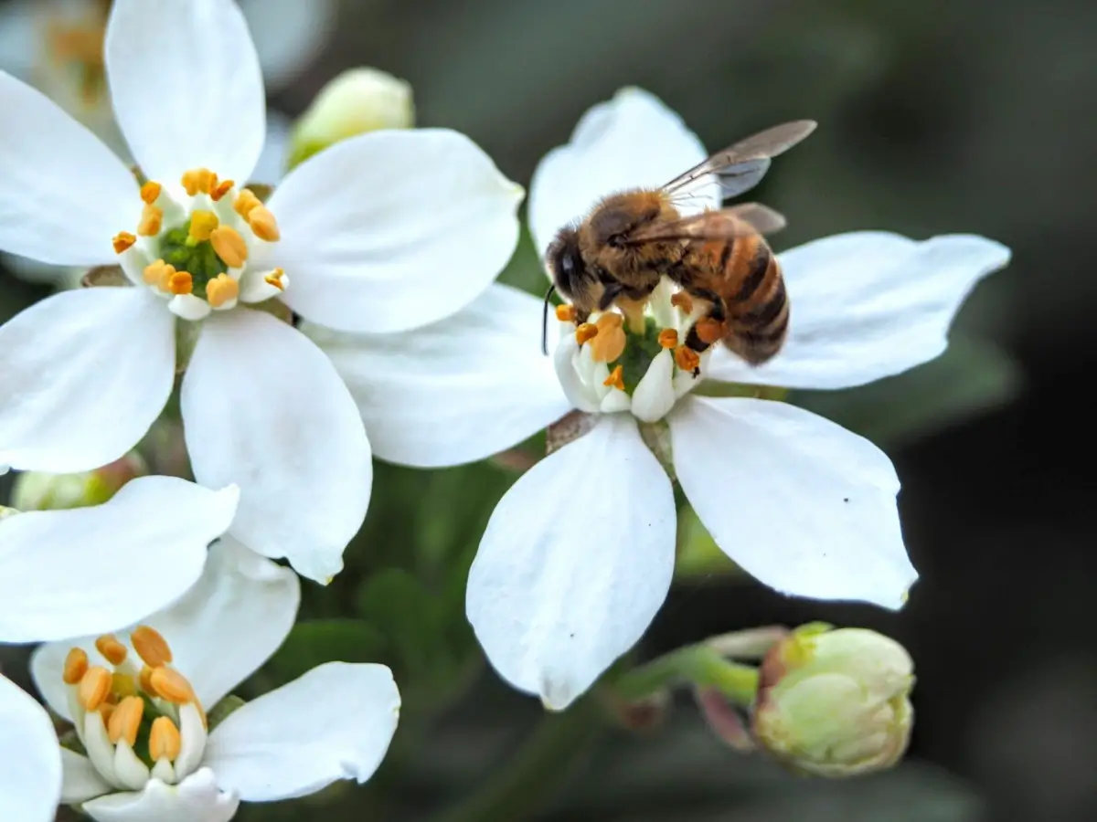 A bee on a flower collecting nectar.