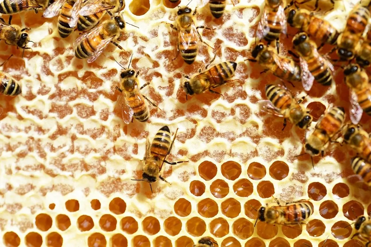 Close-up of bees on a honeycomb.