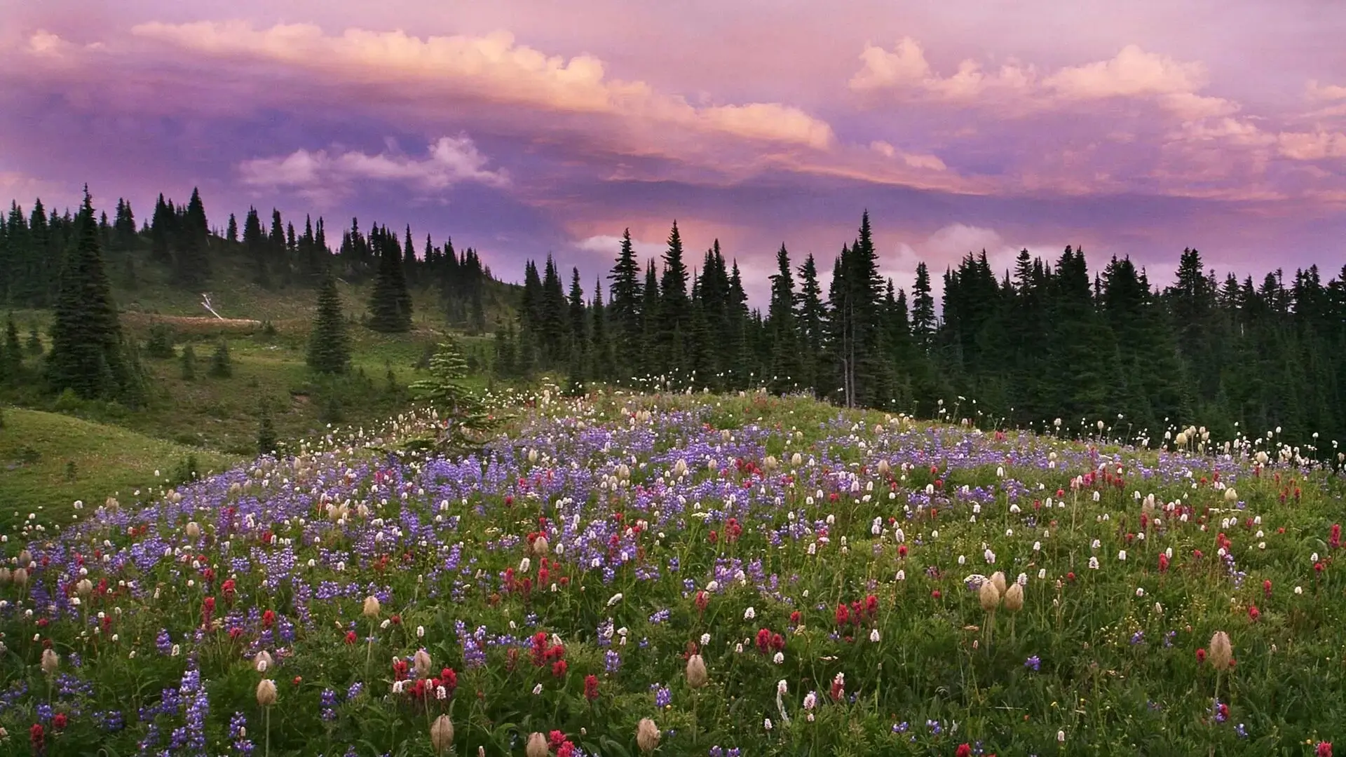 A lush green meadow with wildflowers.