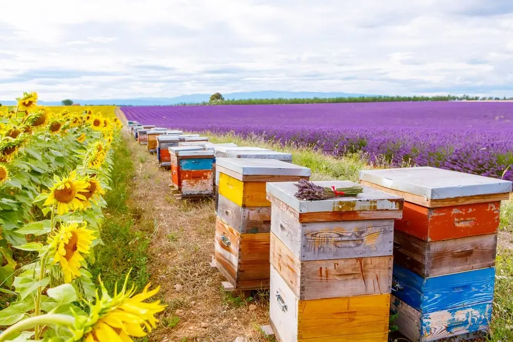 Beehives in a sunny meadow.