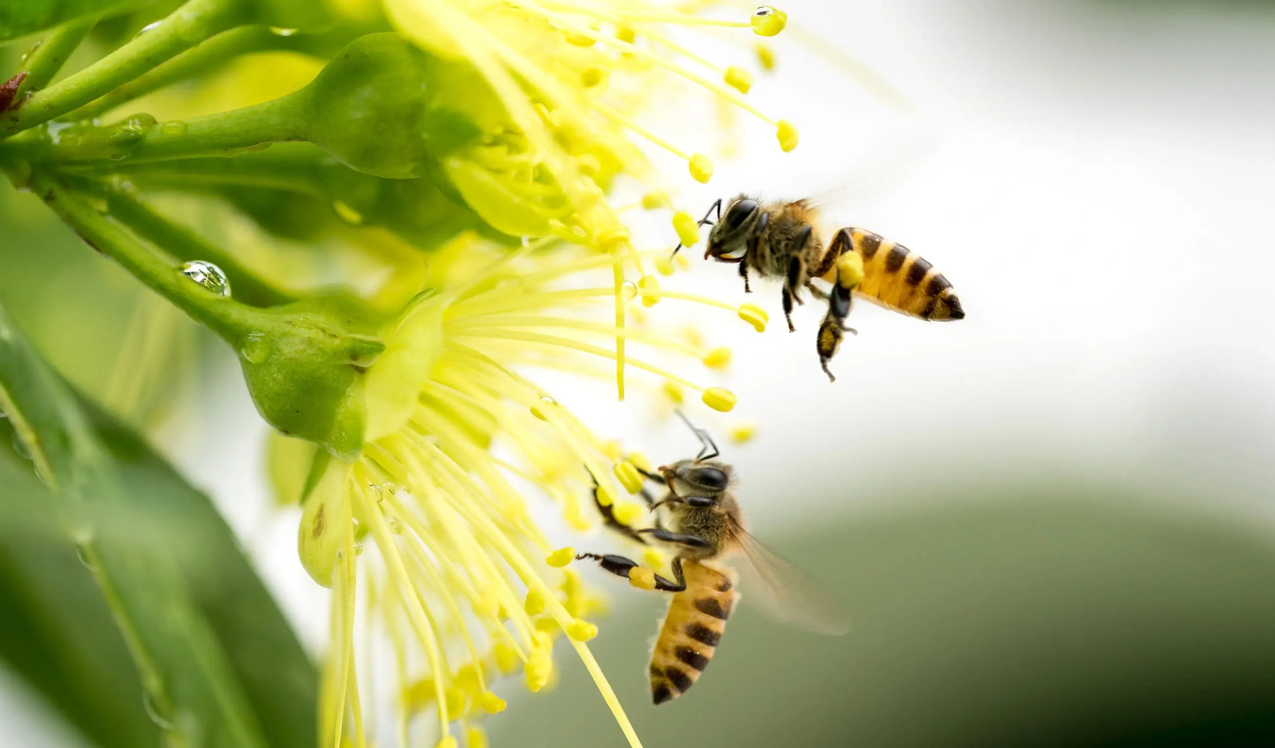 A bee diligently collecting nectar from a white flower.