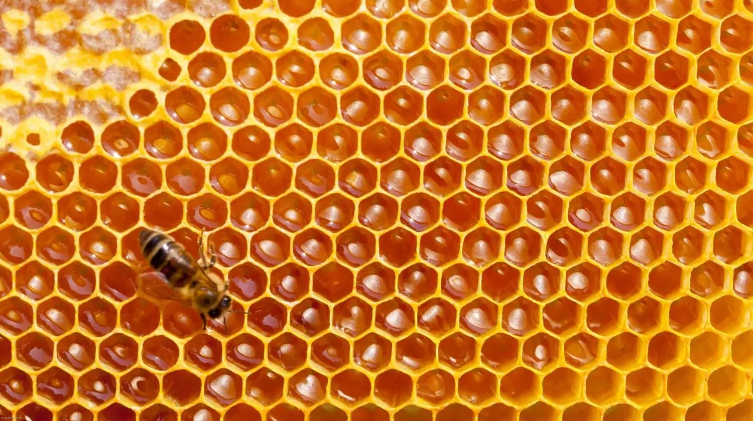 A finished frame of honeycomb, full of honey.
