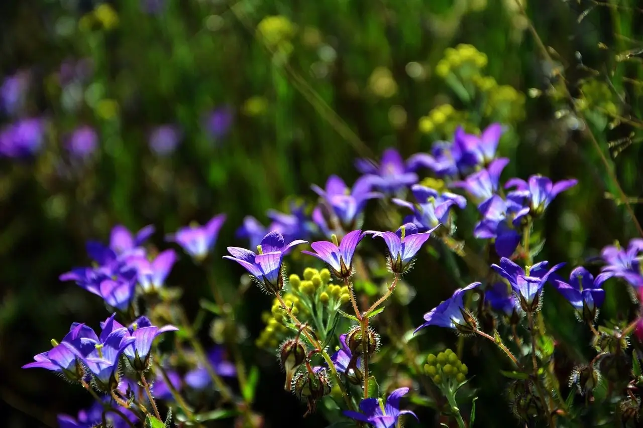 The vibrant purple of a wildflower.