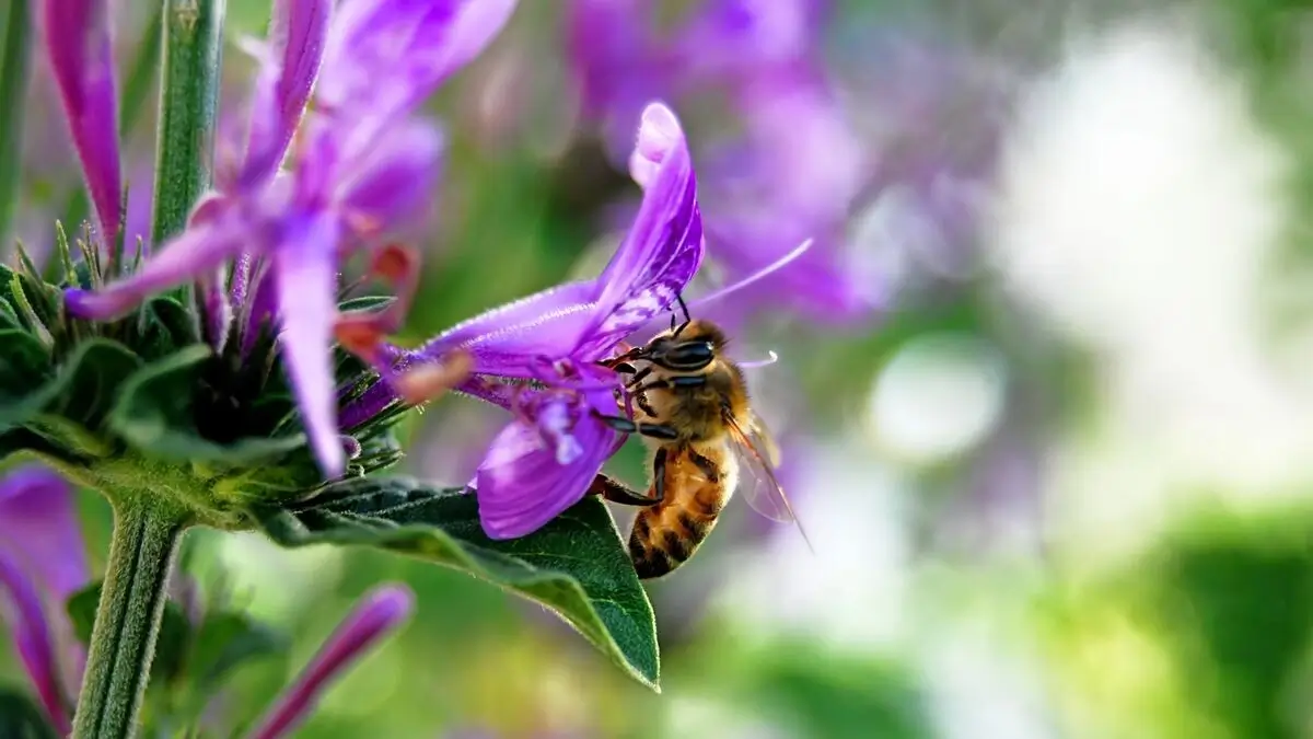 A close-up of a bee on a purple flower.