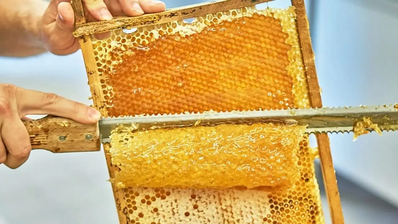 Lifting a full frame of honey from the hive.