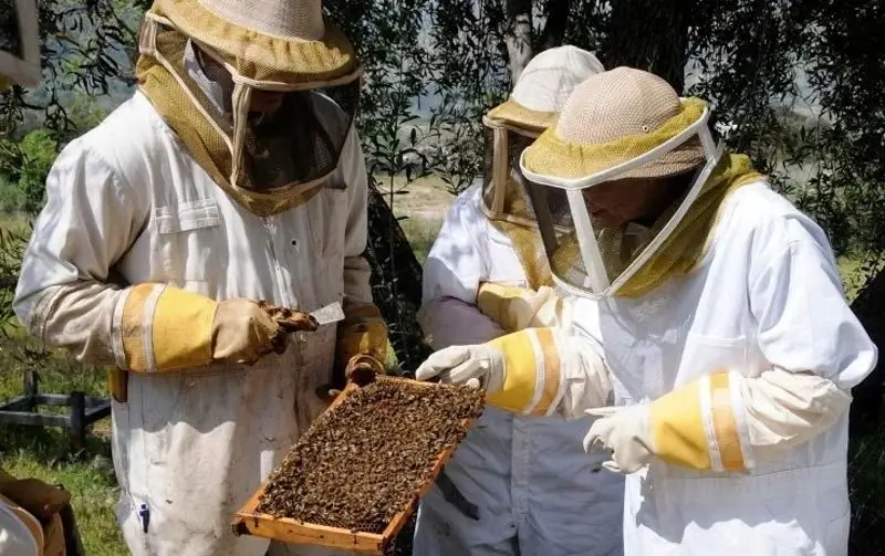 A beekeeper holding a honeycomb frame.
