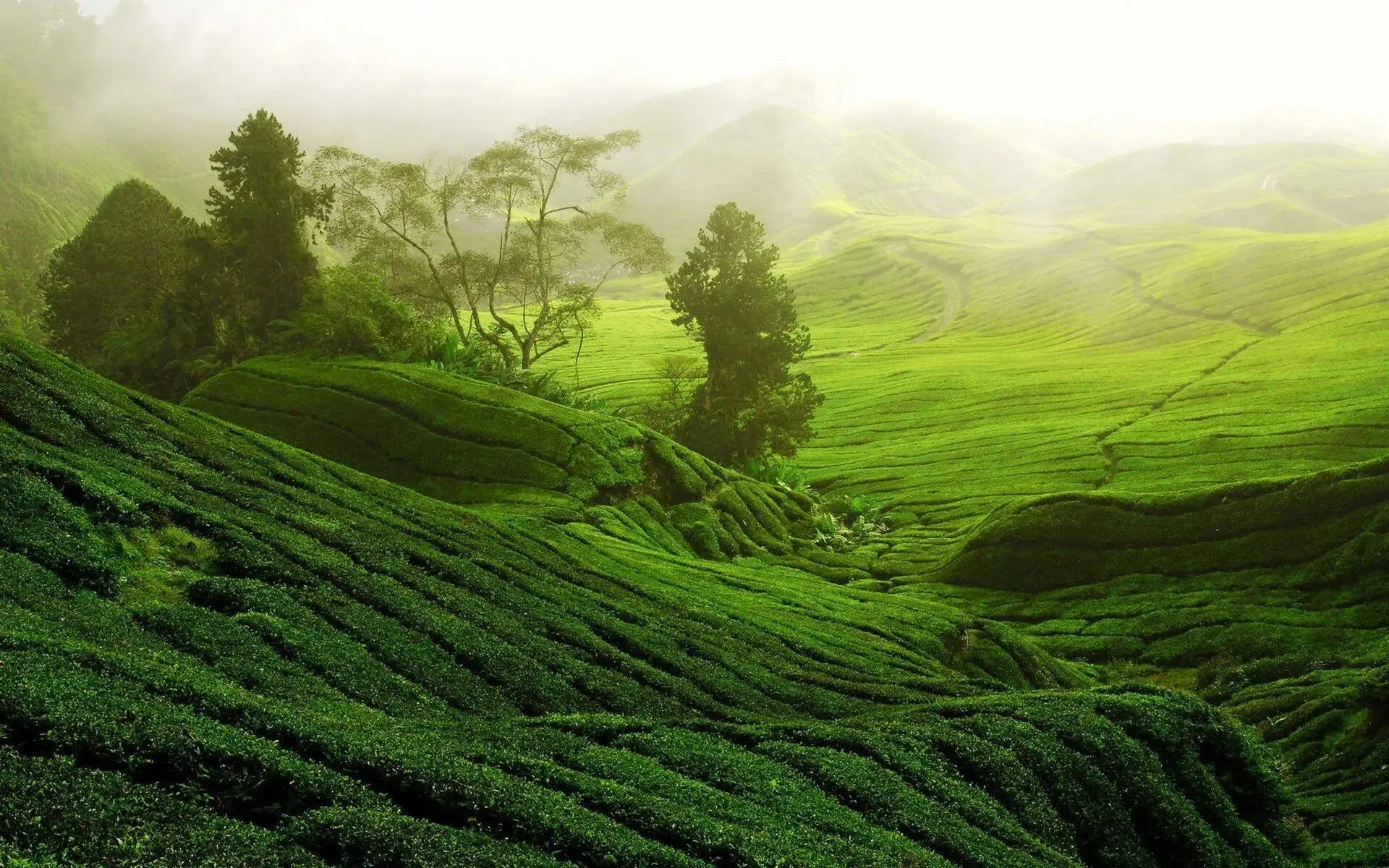 A wide shot of the apiary with green hills.