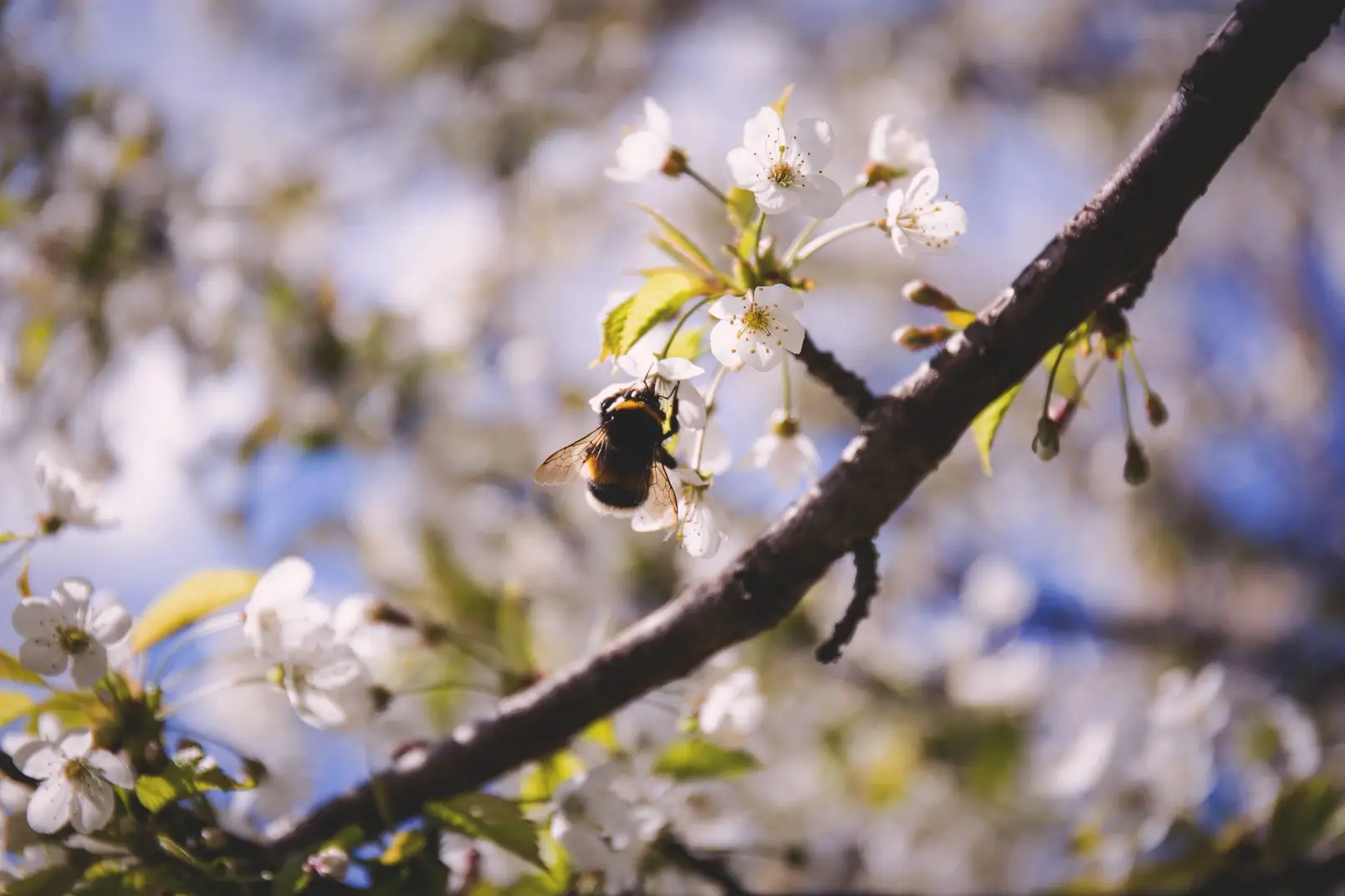 Spring blossoms and a bee.