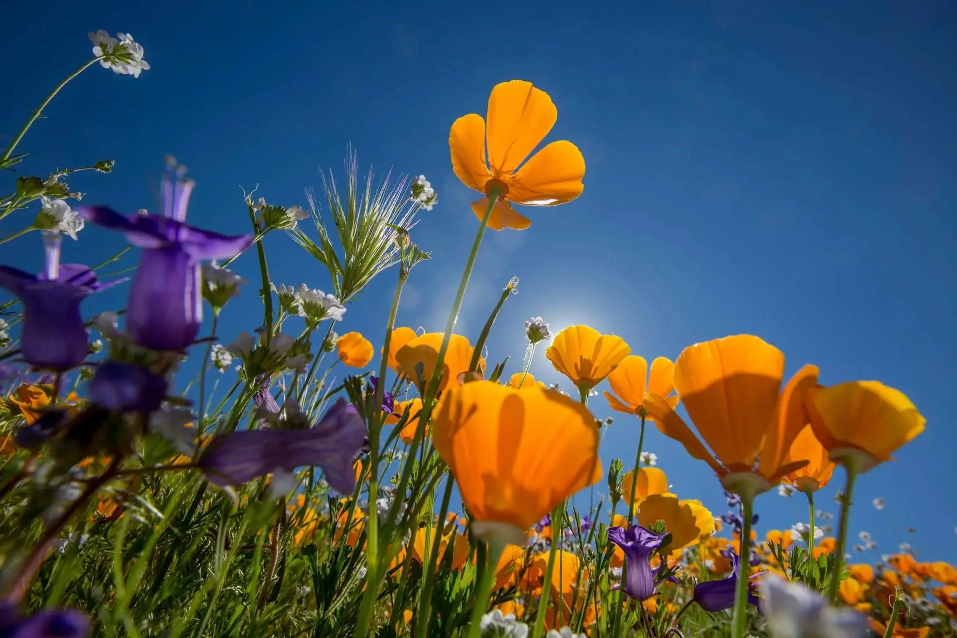 A field of summer wildflowers.