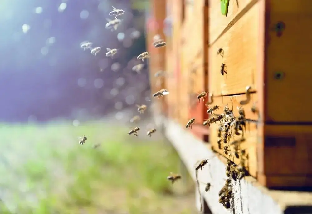 Autumn leaves around a beehive.