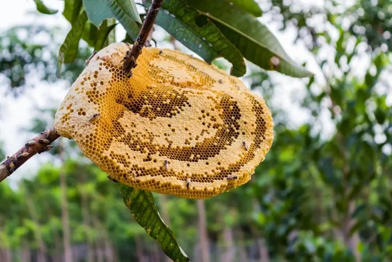 Bees on a honeycomb.