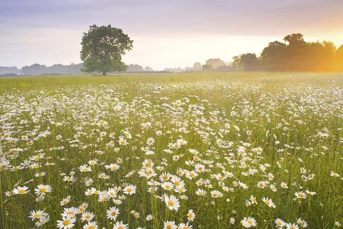 Wildflowers in a meadow.