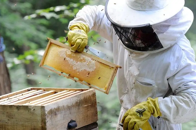 A beekeeper inspecting a frame.