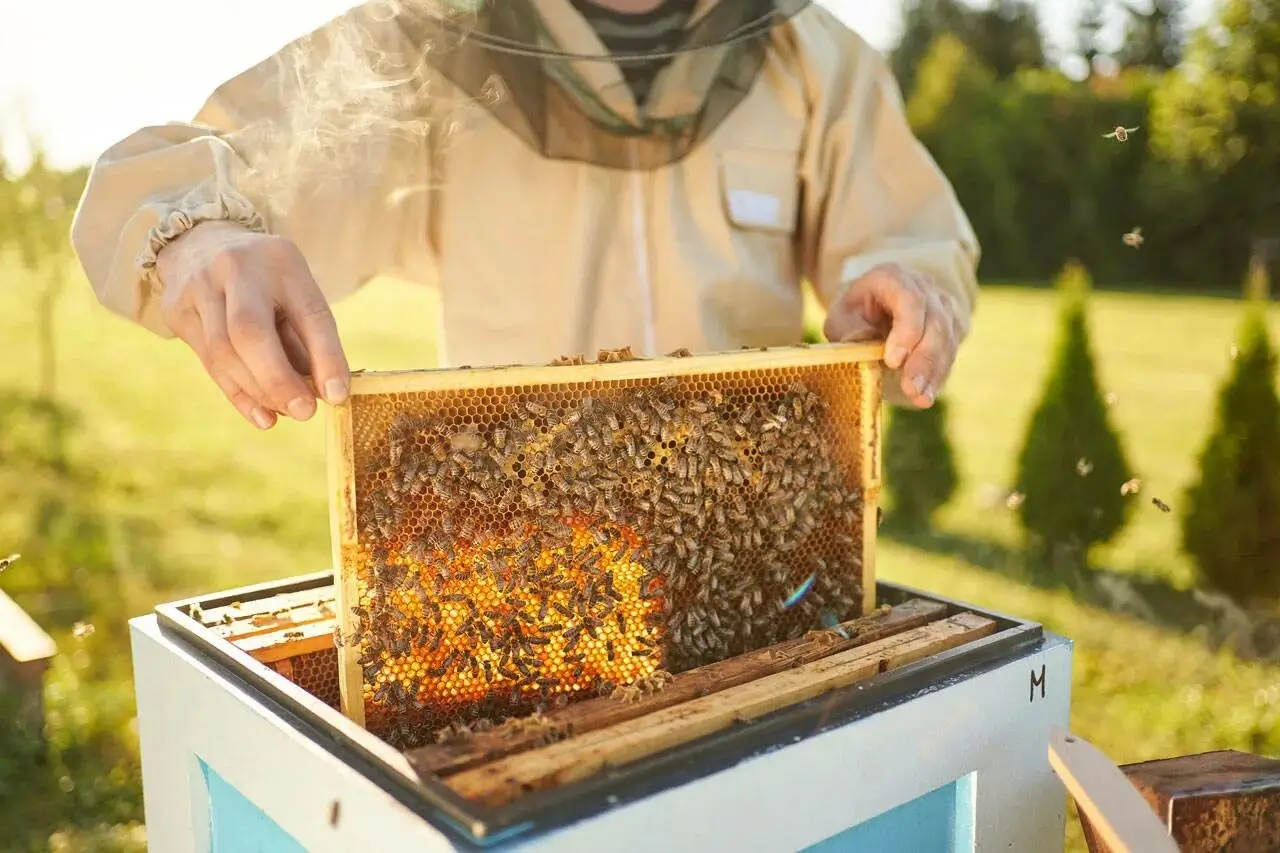 A beekeeper's hands holding a frame of honeycomb.